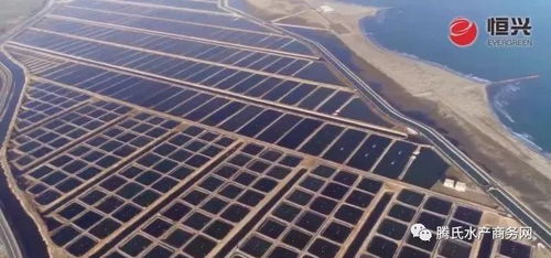 大手笔 斥资3亿美元,落地沙特阿拉伯 恒兴拟开启全球史上最大单笔投资水产养殖项目